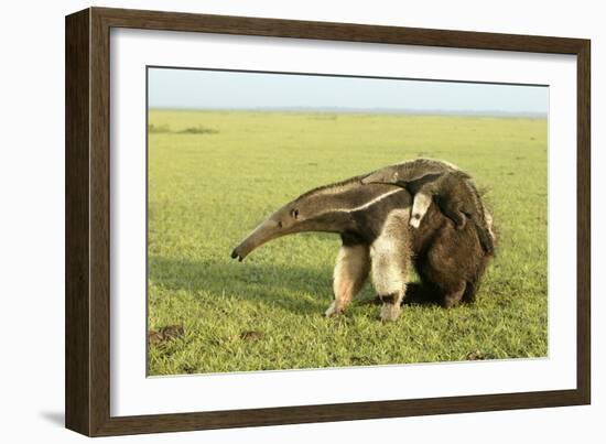 Giant Anteater Carrying Young on Back-null-Framed Photographic Print