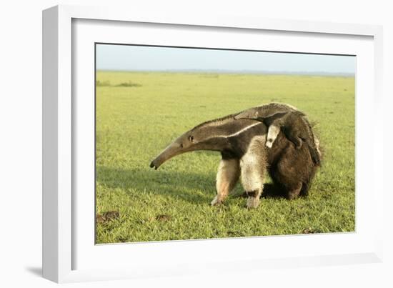 Giant Anteater Carrying Young on Back-null-Framed Photographic Print