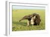 Giant Anteater Carrying Young on Back-null-Framed Photographic Print
