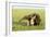 Giant Anteater Carrying Young on Back-null-Framed Photographic Print