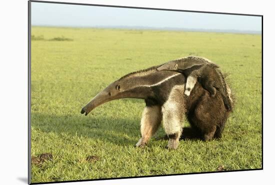 Giant Anteater Carrying Young on Back-null-Mounted Photographic Print