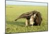 Giant Anteater Carrying Young on Back-null-Mounted Photographic Print