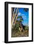 Giant anteater foraging for ant and termite nests, Brazil-Mark Jones-Framed Photographic Print