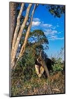 Giant anteater foraging for ant and termite nests, Brazil-Mark Jones-Mounted Photographic Print