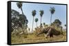 Giant anteater foraging in palm savannah grasslands. Pantanal, Moto Grosso do Sul State, Brazil-Nick Garbutt-Framed Stretched Canvas