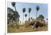 Giant anteater foraging in palm savannah grasslands. Pantanal, Moto Grosso do Sul State, Brazil-Nick Garbutt-Framed Photographic Print