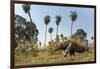 Giant anteater foraging in palm savannah grasslands. Pantanal, Moto Grosso do Sul State, Brazil-Nick Garbutt-Framed Photographic Print
