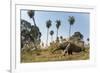 Giant anteater foraging in palm savannah grasslands. Pantanal, Moto Grosso do Sul State, Brazil-Nick Garbutt-Framed Photographic Print