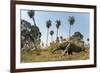 Giant anteater foraging in palm savannah grasslands. Pantanal, Moto Grosso do Sul State, Brazil-Nick Garbutt-Framed Photographic Print