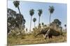 Giant anteater foraging in palm savannah grasslands. Pantanal, Moto Grosso do Sul State, Brazil-Nick Garbutt-Mounted Photographic Print