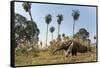 Giant anteater foraging in palm savannah grasslands. Pantanal, Moto Grosso do Sul State, Brazil-Nick Garbutt-Framed Stretched Canvas