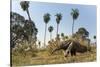 Giant anteater foraging in palm savannah grasslands. Pantanal, Moto Grosso do Sul State, Brazil-Nick Garbutt-Stretched Canvas