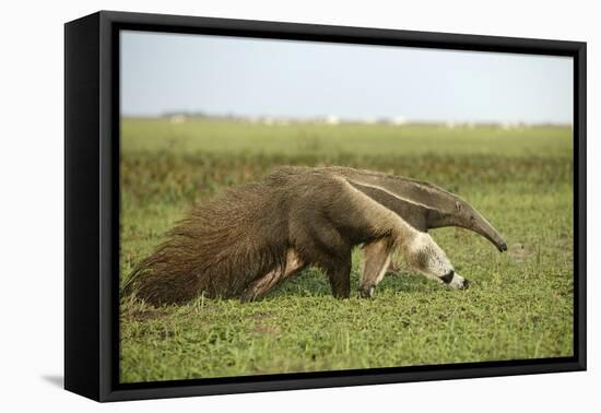 Giant Anteater in the Llanos-null-Framed Stretched Canvas