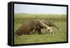 Giant Anteater in the Llanos-null-Framed Stretched Canvas