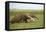 Giant Anteater in the Llanos-null-Framed Stretched Canvas