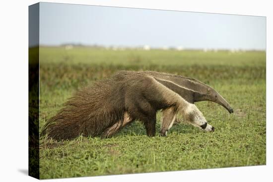 Giant Anteater in the Llanos-null-Stretched Canvas