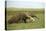 Giant Anteater in the Llanos-null-Stretched Canvas