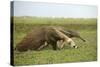 Giant Anteater in the Llanos-null-Stretched Canvas