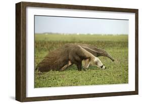 Giant Anteater in the Llanos-null-Framed Photographic Print