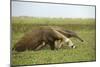 Giant Anteater in the Llanos-null-Mounted Photographic Print