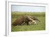 Giant Anteater in the Llanos-null-Framed Photographic Print