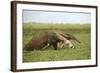 Giant Anteater in the Llanos-null-Framed Photographic Print
