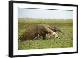 Giant Anteater in the Llanos-null-Framed Photographic Print