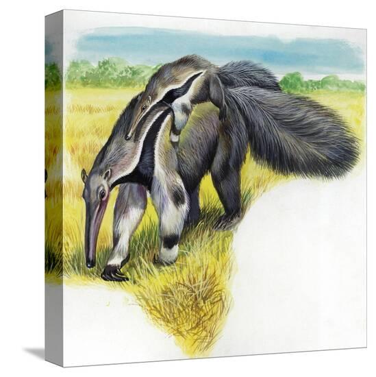 Stretched Canvas Print, , large