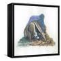 Giant Anteater Myrmecophaga Tridactyla Catching Ants-null-Framed Stretched Canvas