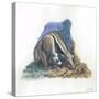 Giant Anteater Myrmecophaga Tridactyla Catching Ants-null-Stretched Canvas