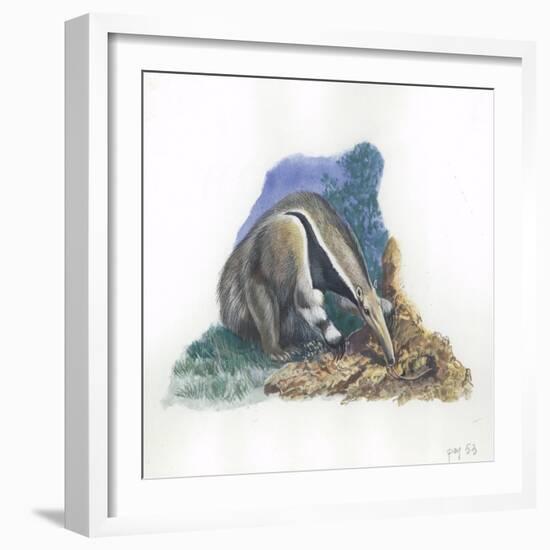 Giant Anteater Myrmecophaga Tridactyla Catching Ants-null-Framed Giclee Print
