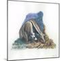 Giant Anteater Myrmecophaga Tridactyla Catching Ants-null-Mounted Giclee Print