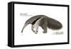 Giant Anteater (Myrmecophaga Tridactyla), Mammals-Encyclopaedia Britannica-Framed Stretched Canvas