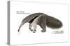 Giant Anteater (Myrmecophaga Tridactyla), Mammals-Encyclopaedia Britannica-Stretched Canvas