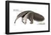 Giant Anteater (Myrmecophaga Tridactyla), Mammals-Encyclopaedia Britannica-Framed Poster