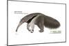 Giant Anteater (Myrmecophaga Tridactyla), Mammals-Encyclopaedia Britannica-Mounted Poster