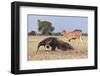 Giant Anteater (Myrmecophaga Tridactyla) Walking In Front Of Domestic Cattle, Pantanal, Brazil-Angelo Gandolfi-Framed Photographic Print