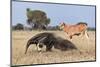 Giant Anteater (Myrmecophaga Tridactyla) Walking In Front Of Domestic Cattle, Pantanal, Brazil-Angelo Gandolfi-Mounted Photographic Print