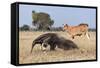 Giant Anteater (Myrmecophaga Tridactyla) Walking In Front Of Domestic Cattle, Pantanal, Brazil-Angelo Gandolfi-Framed Stretched Canvas