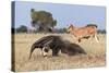 Giant Anteater (Myrmecophaga Tridactyla) Walking In Front Of Domestic Cattle, Pantanal, Brazil-Angelo Gandolfi-Stretched Canvas