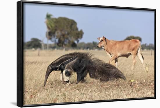 Giant Anteater (Myrmecophaga Tridactyla) Walking In Front Of Domestic Cattle, Pantanal, Brazil-Angelo Gandolfi-Framed Photographic Print