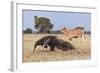 Giant Anteater (Myrmecophaga Tridactyla) Walking In Front Of Domestic Cattle, Pantanal, Brazil-Angelo Gandolfi-Framed Photographic Print