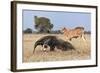 Giant Anteater (Myrmecophaga Tridactyla) Walking In Front Of Domestic Cattle, Pantanal, Brazil-Angelo Gandolfi-Framed Photographic Print