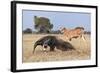 Giant Anteater (Myrmecophaga Tridactyla) Walking In Front Of Domestic Cattle, Pantanal, Brazil-Angelo Gandolfi-Framed Photographic Print