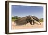 Giant Anteater (Myrmecophaga Tridactyla) Walking In Habitat, Hato El Cedral. Llanos, Venezuela-Christophe Courteau-Framed Photographic Print