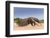 Giant Anteater (Myrmecophaga Tridactyla) Walking In Habitat, Hato El Cedral. Llanos, Venezuela-Christophe Courteau-Framed Photographic Print