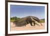 Giant Anteater (Myrmecophaga Tridactyla) Walking In Habitat, Hato El Cedral. Llanos, Venezuela-Christophe Courteau-Framed Photographic Print