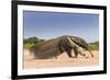 Giant Anteater (Myrmecophaga Tridactyla) Walking In Habitat, Hato El Cedral. Llanos, Venezuela-Christophe Courteau-Framed Photographic Print