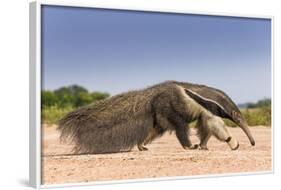 Giant Anteater (Myrmecophaga Tridactyla) Walking In Habitat, Hato El Cedral. Llanos, Venezuela-Christophe Courteau-Framed Photographic Print