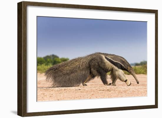 Giant Anteater (Myrmecophaga Tridactyla) Walking In Habitat, Hato El Cedral. Llanos, Venezuela-Christophe Courteau-Framed Photographic Print